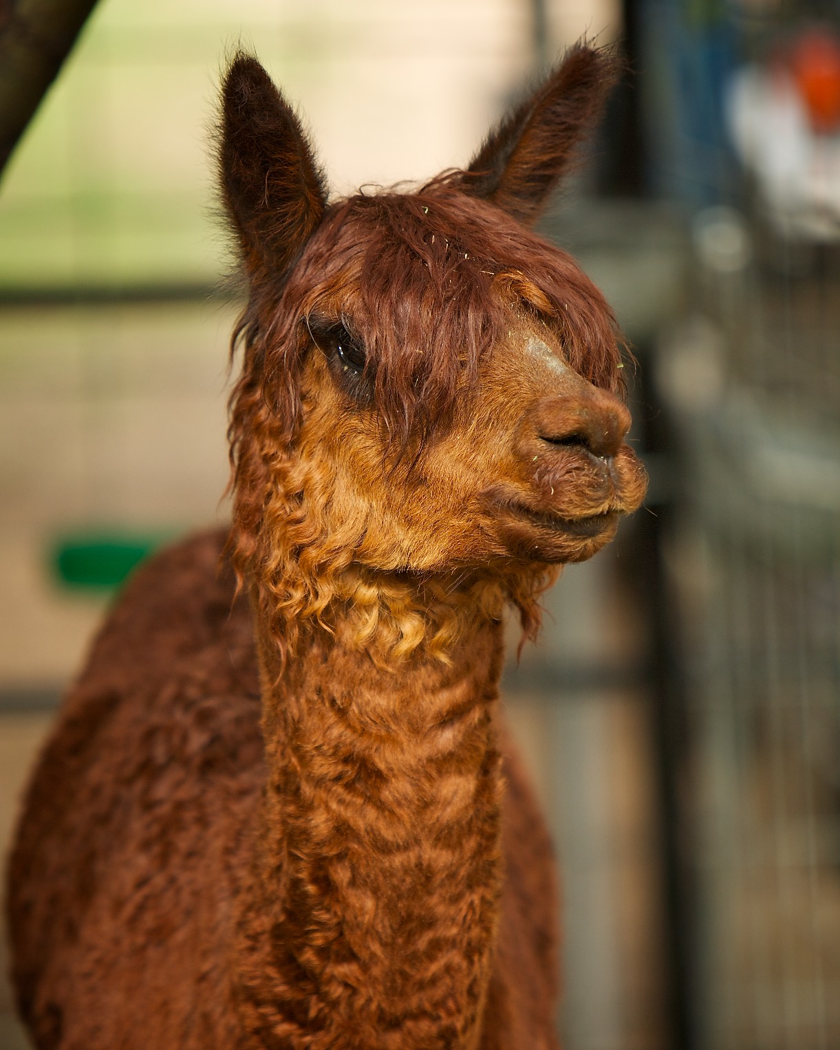 Arizona Alpaca Ranches