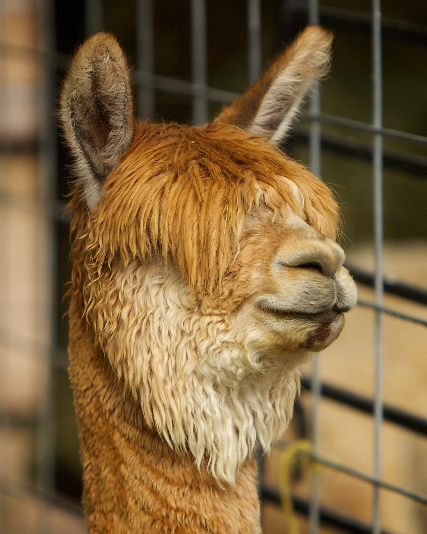 Alpaca Ranches in AZ