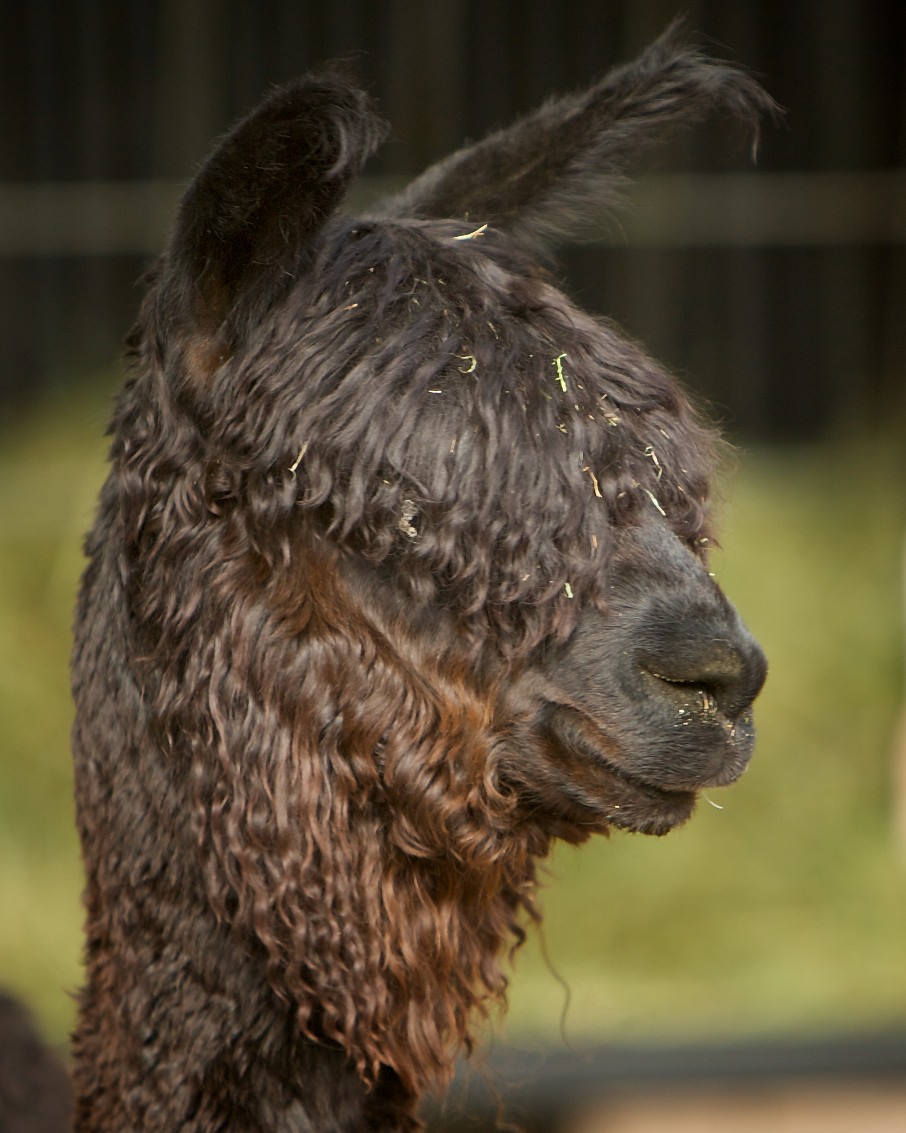 Moores Alpaca Ranch