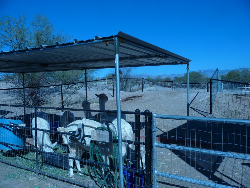 Alpaca Pens For Sale In AZ.