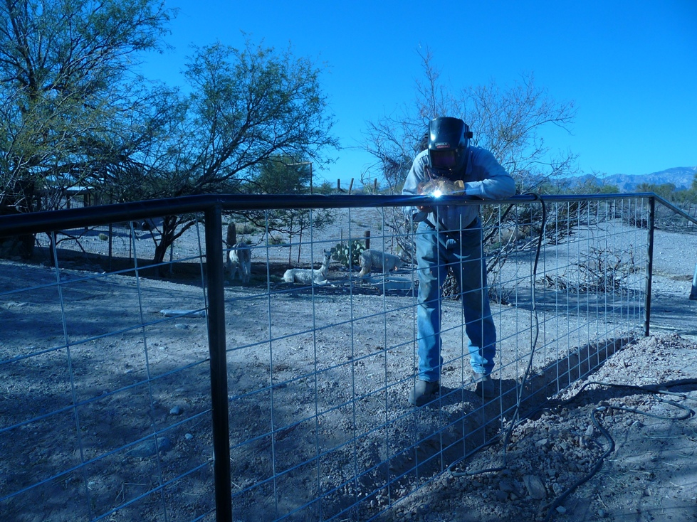 Alpaca Ranches in Arizona