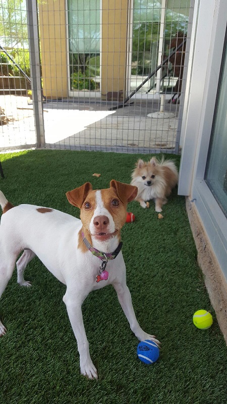 Gilbert Dog Kennels AZ