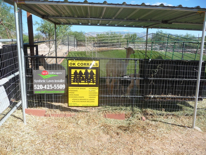 How To Raise Alpacas In Arizona