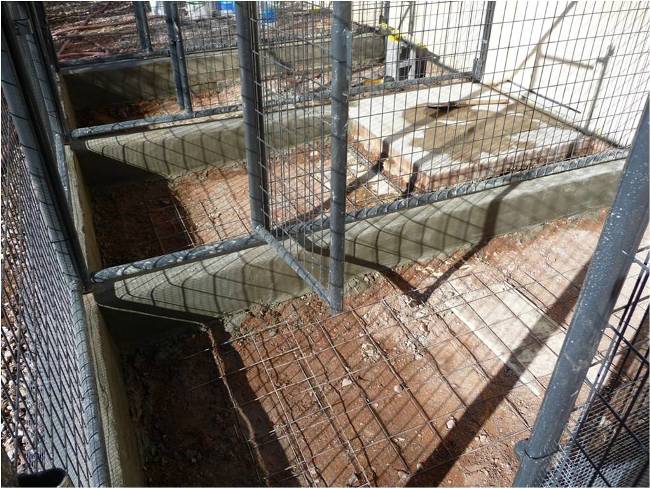 concrete dog kennel designs